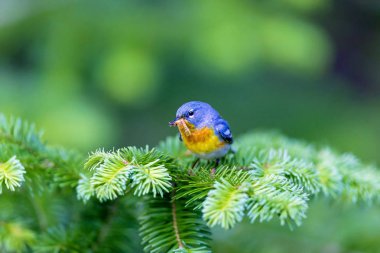 Küçük çıvgın üst çardağın, Kuzey Parula Quebec boreal ormanları içinde bulunabilir. Haziran ve Temmuz aylarında Kanada'da yuva ve sonra güneye kış geçirmek döndürür.
