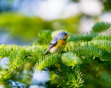 Küçük çıvgın üst çardağın, Kuzey Parula Quebec boreal ormanları içinde bulunabilir. Haziran ve Temmuz aylarında Kanada'da yuva ve sonra güneye kış geçirmek döndürür.