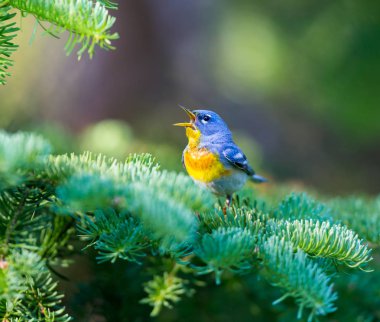 Kuzey Parula Quebec Kanada.