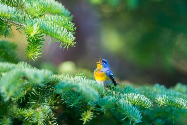 Küçük çıvgın üst çardağın, Kuzey Parula Quebec boreal ormanları içinde bulunabilir. Haziran ve Temmuz aylarında Kanada'da yuva ve sonra güneye kış geçirmek döndürür.