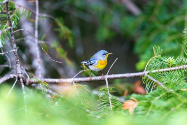 Küçük çıvgın üst çardağın, Kuzey Parula Quebec boreal ormanları içinde bulunabilir. Haziran ve Temmuz aylarında Kanada'da yuva ve sonra güneye kış geçirmek döndürür.