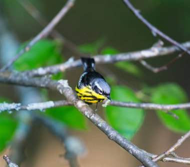 Manolya ötleğen derinliklerinde Boreal orman Quebec.