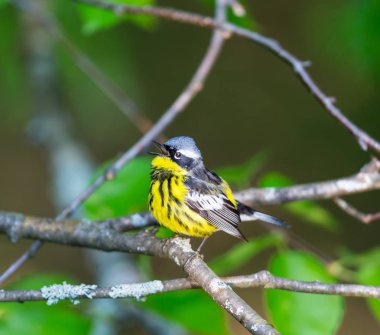 Manolya ötleğen derinliklerinde Boreal orman Quebec.