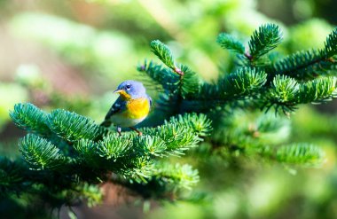 Küçük çıvgın üst çardağın, Kuzey Parula Quebec boreal ormanları içinde bulunabilir. Haziran ve Temmuz aylarında Kanada'da yuva ve sonra güneye kış geçirmek döndürür.