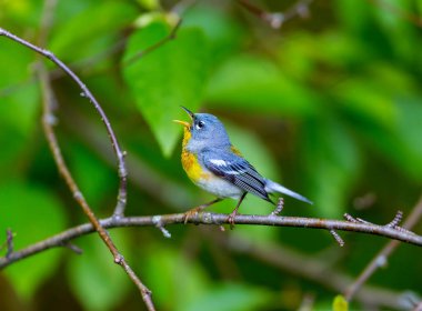 A small warbler of the upper canopy, the Northern Parula can be found in boreal forests of Quebec. It nests in Canada in June and July and after returns south to spend the winter. clipart