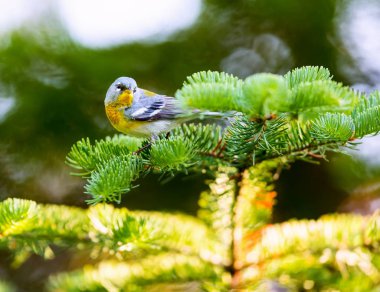 Küçük çıvgın üst çardağın, Kuzey Parula Quebec boreal ormanları içinde bulunabilir. Haziran ve Temmuz aylarında Kanada'da yuva ve sonra güneye kış geçirmek döndürür.