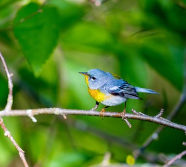 Küçük çıvgın üst çardağın, Kuzey Parula Quebec boreal ormanları içinde bulunabilir. Haziran ve Temmuz aylarında Kanada'da yuva ve sonra güneye kış geçirmek döndürür.