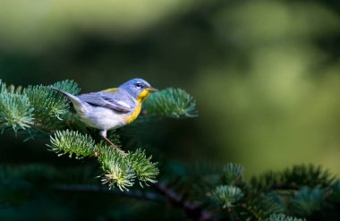 Kuzey Parula Kuzey ormanların yakışıklı ve tanıdık bir ötleğen türüdür. Quebec Kanada boreal ormanları nerede yuva ve Güney kış için döndürür yaz aylarında geçirir