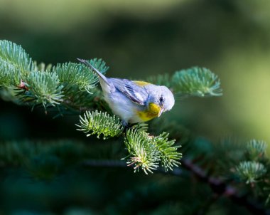 Kuzey Parula Quebec Kanada.