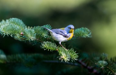 Kuzey Parula Quebec Kanada.
