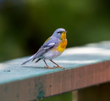 Kuzey Parula Quebec Kanada.