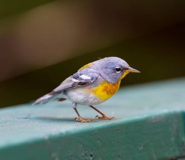 Kuzey Parula Quebec Kanada.