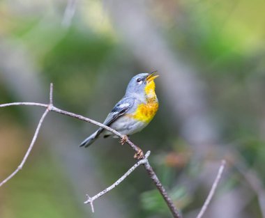 Kuzey Parula Quebec Kanada.