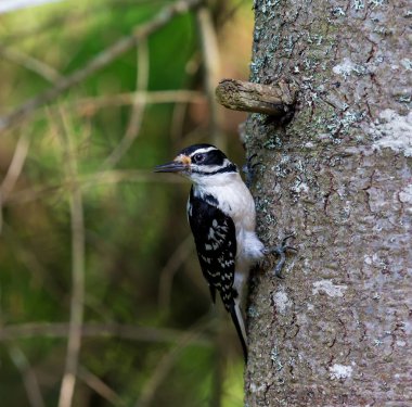 Kıllı ağaçkakan Quebec Kanada.