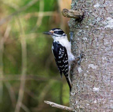 Kıllı ağaçkakan Quebec Kanada.