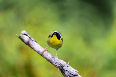 Ortak Yellowthroat Quebec Kanada.