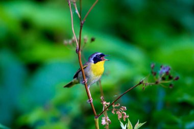 Ortak Yellowthroat Quebec Kanada.
