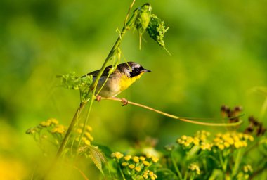 Ortak Yellowthroat Quebec Kanada.