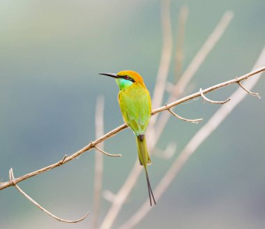 Yeşil Arı yiyici Hindistan.