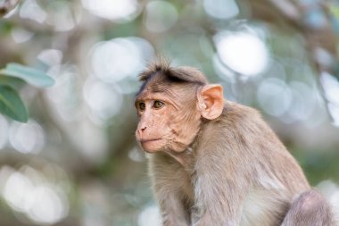 Kaporta makak inanılmaz Hindistan.
