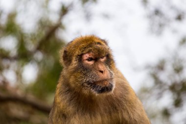 Berberi şebeği Gibralta kaya.