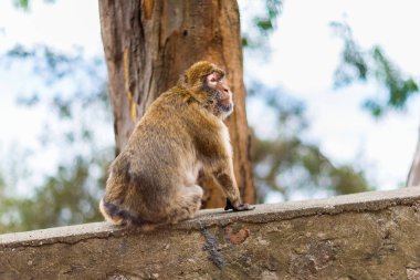 Berberi şebeği Gibralta kaya.