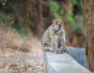 Berberi şebeği Gibralta kaya.