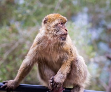 Berberi şebeği Gibralta kaya.
