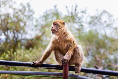 Berberi şebeği Gibralta kaya.