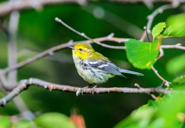 Kanada 'nın kuzeydoğu boreal ormanlarının bereketli bir üreticisi olan Kara Boğaz Green Warbler' ı görüntü ve sesten kolayca tanıyabiliriz. Koyu siyah önlüğü ve parlak sarı yüzü.