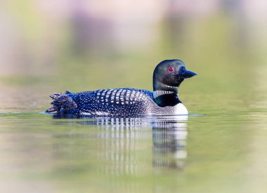 Ortak Loon, Quebec Kanada.