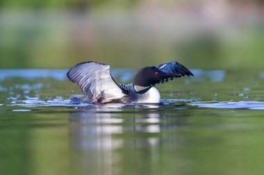 Ortak Loon, Quebec Kanada.