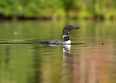 Ortak Loon, Quebec Kanada.