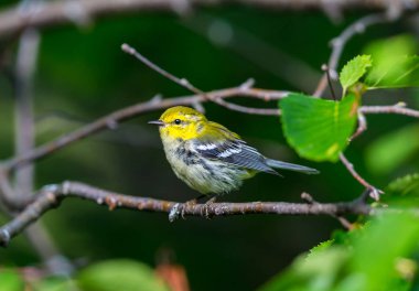 Kanada 'nın kuzeydoğu boreal ormanlarının bereketli bir üreticisi olan Kara Boğaz Green Warbler' ı görüntü ve sesten kolayca tanıyabiliriz. Koyu siyah önlüğü ve parlak sarı yüzü.