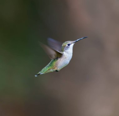 yakut boğazlı sinek kuşu dişi.