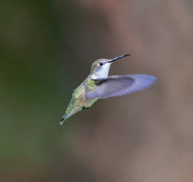 yakut boğazlı sinek kuşu dişi.