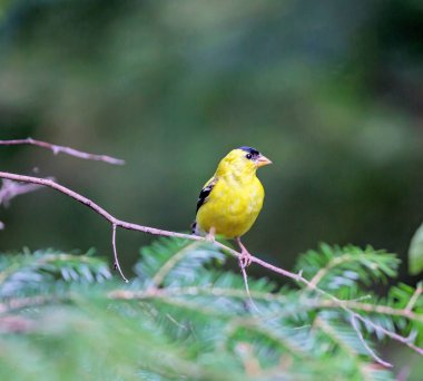 ABD'li sakası erkek.