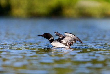 Ortak Loon, Quebec Kanada.