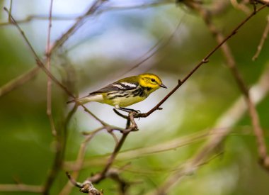 Kanada 'nın kuzeydoğu boreal ormanlarının bereketli bir üreticisi olan Kara Boğaz Green Warbler' ı görüntü ve sesten kolayca tanıyabiliriz. Koyu siyah önlüğü ve parlak sarı yüzü.