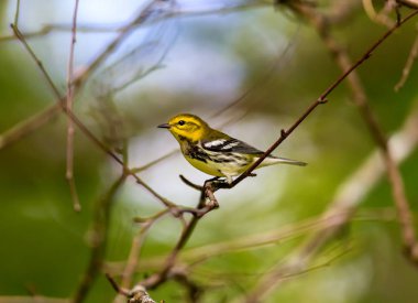 Kanada 'nın kuzeydoğu boreal ormanlarının bereketli bir üreticisi olan Kara Boğaz Green Warbler' ı görüntü ve sesten kolayca tanıyabiliriz. Koyu siyah önlüğü ve parlak sarı yüzü.