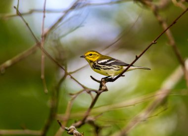 Kanada 'nın kuzeydoğu boreal ormanlarının bereketli bir üreticisi olan Kara Boğaz Green Warbler' ı görüntü ve sesten kolayca tanıyabiliriz. Koyu siyah önlüğü ve parlak sarı yüzü.