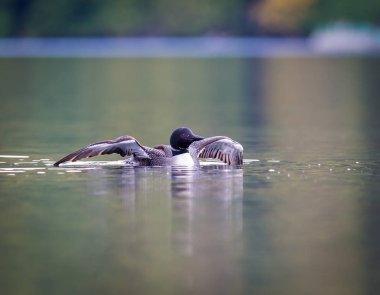 Ortak Loon, Quebec Kanada.