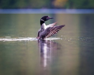 Ortak Loon, Quebec Kanada.