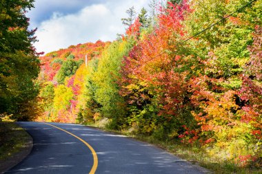 Kuzey Quebec, Kanada'da sonbahar yaprakları.
