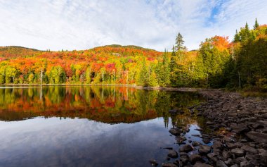 Kuzey Quebec, Kanada'da sonbahar yaprakları.