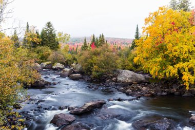 Kuzey Quebec, Kanada'da sonbahar yaprakları.
