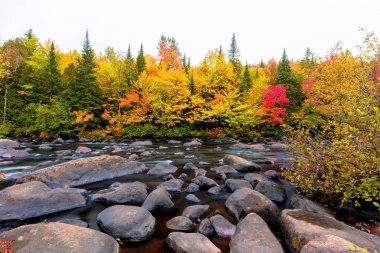 Kuzey Quebec, Kanada'da sonbahar yaprakları.