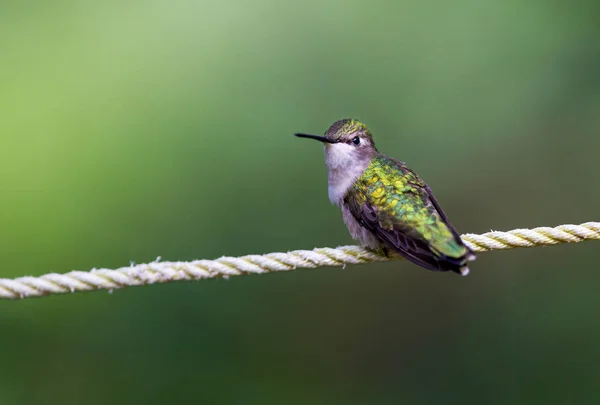 Bird on a wire. The Ruby Throated Humming bird in a boreal forest in Northern Quebec after its long migration north. Very small hummingbirds with a lot of fight to do the long trip from the south.