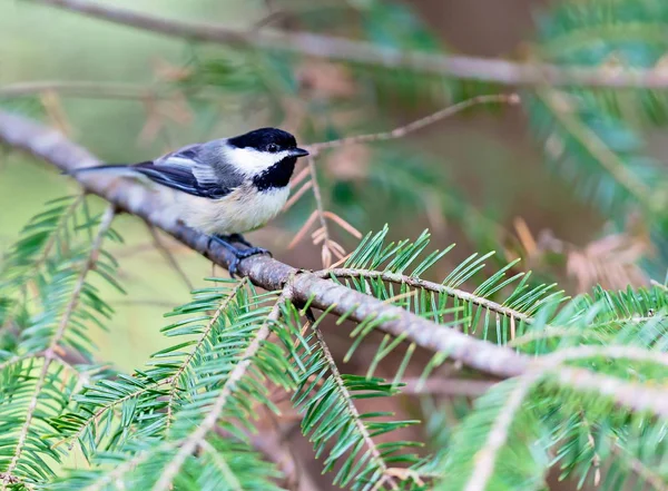 Black Capped Chickadee Una Foresta Quebec — Foto Stock