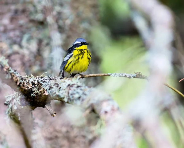 Parula Magnolia immersa in una foresta boreale nel nord del Quebec Canada . — Foto Stock